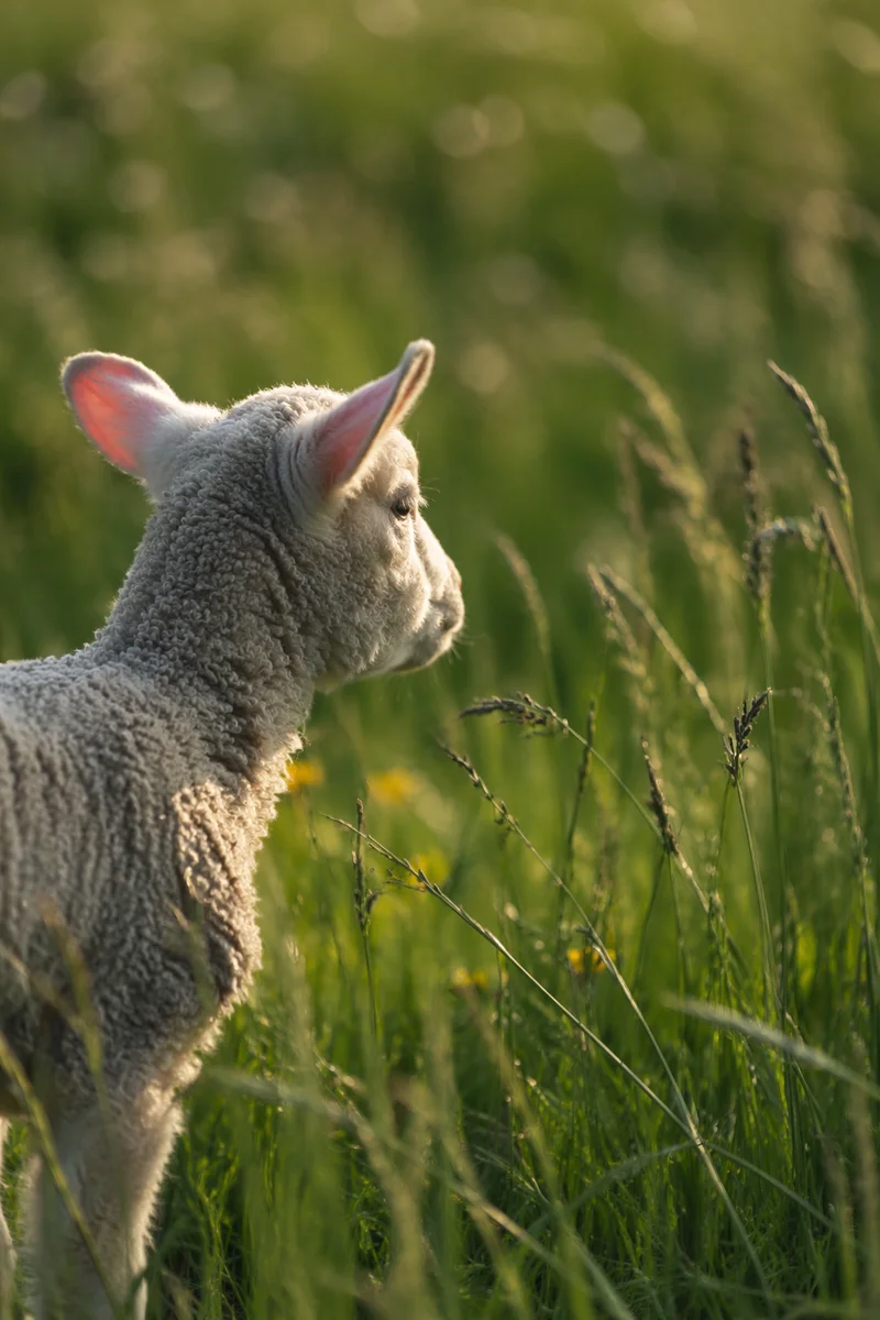 Young Lamb in Sunlit Green Meadow
