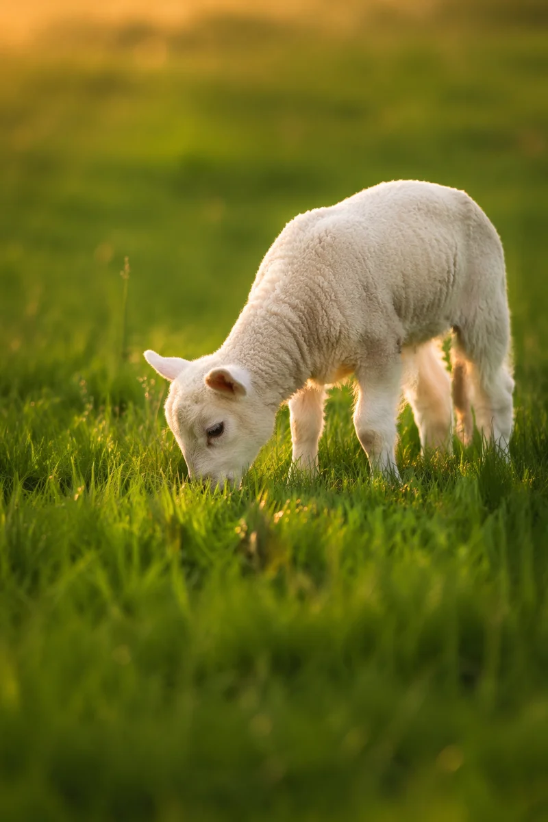 Gentle Lamb Grazing in Evergreen Meadow
