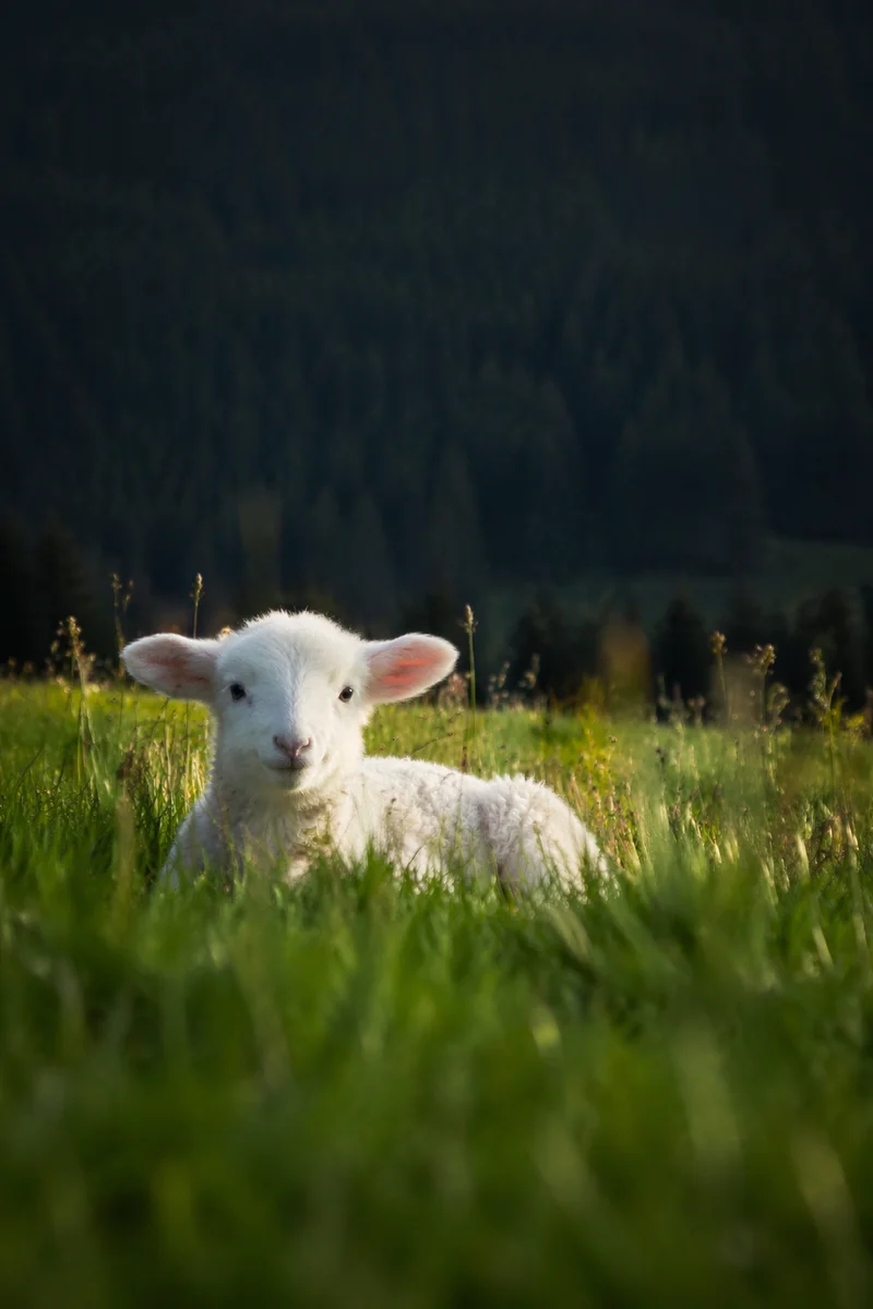 Young White Lamb in Evergreen Meadow
