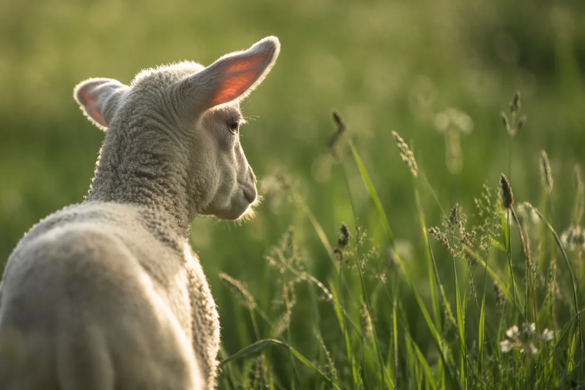 Young Lamb in Sunlit Green Meadow
