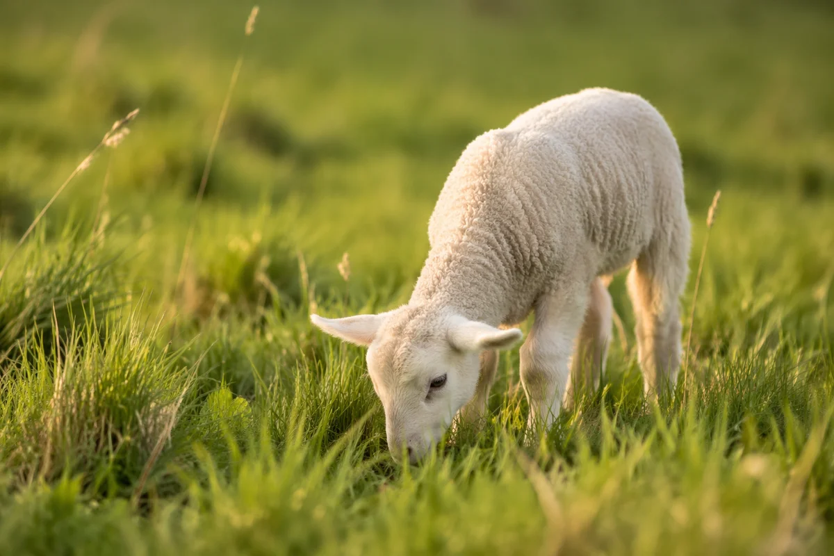 Young Lamb Grazing in Green Meadow