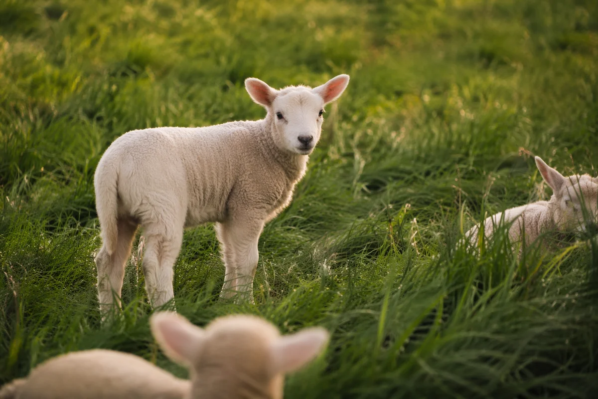 Young Lamb in Evergreen Meadow Light