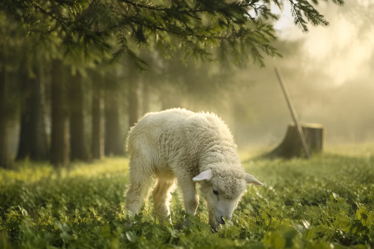 Gentle Lamb in Evergreen Meadow Light