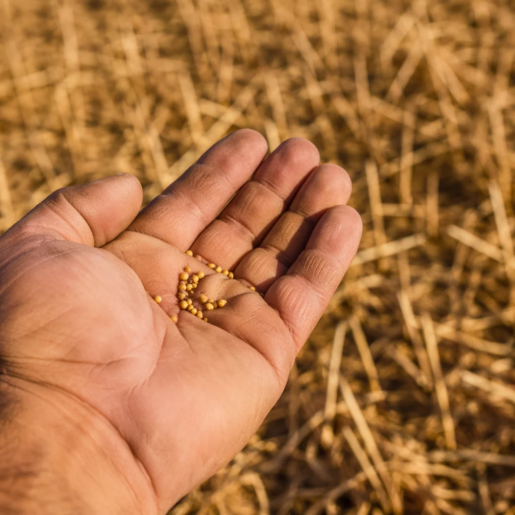 Mustard Seeds Resting in Open Palm