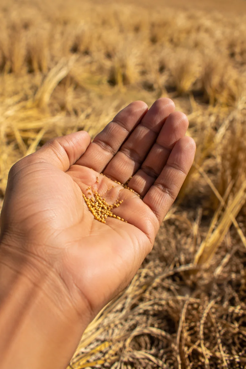 Mustard Seeds Resting in Open Palm