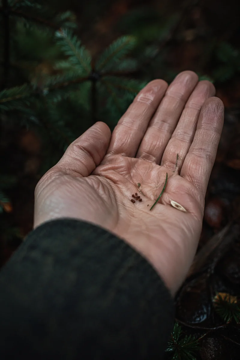 Mustard Seeds in Open Palm