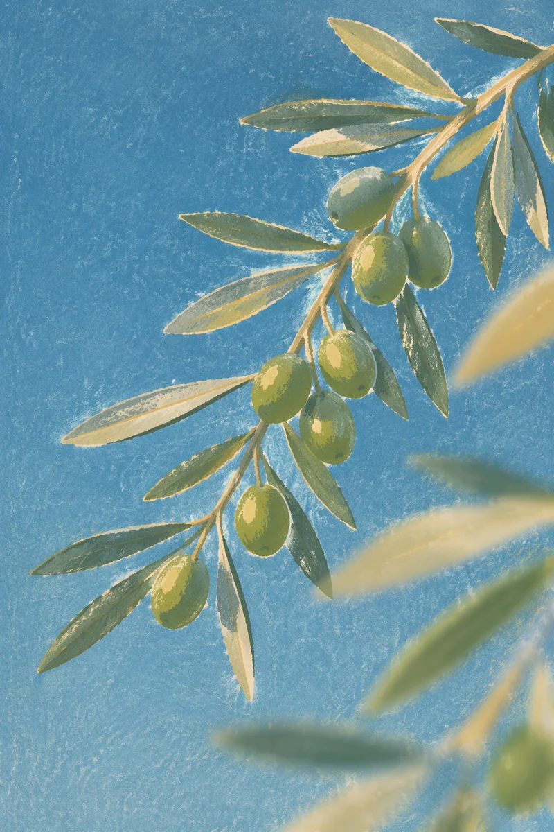 Evergreen Olive Branch Peace Symbol