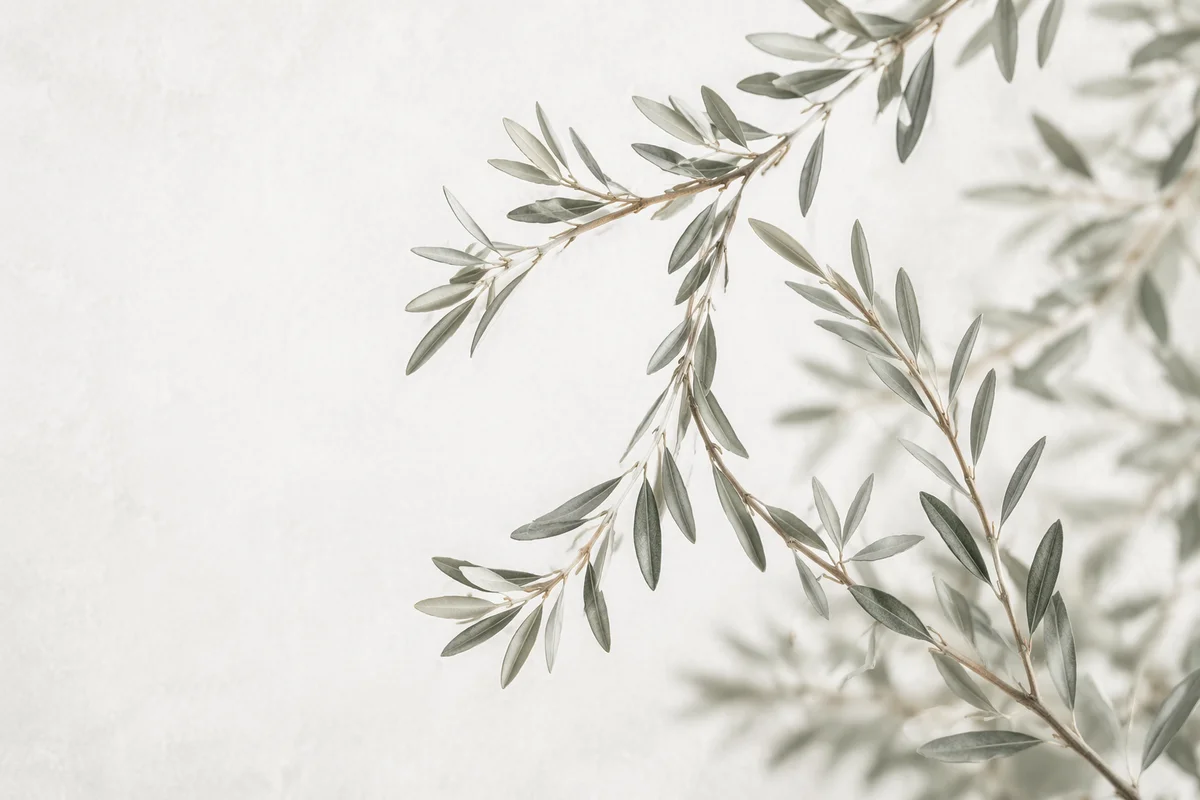 Evergreen Olive Branch Peace Symbol