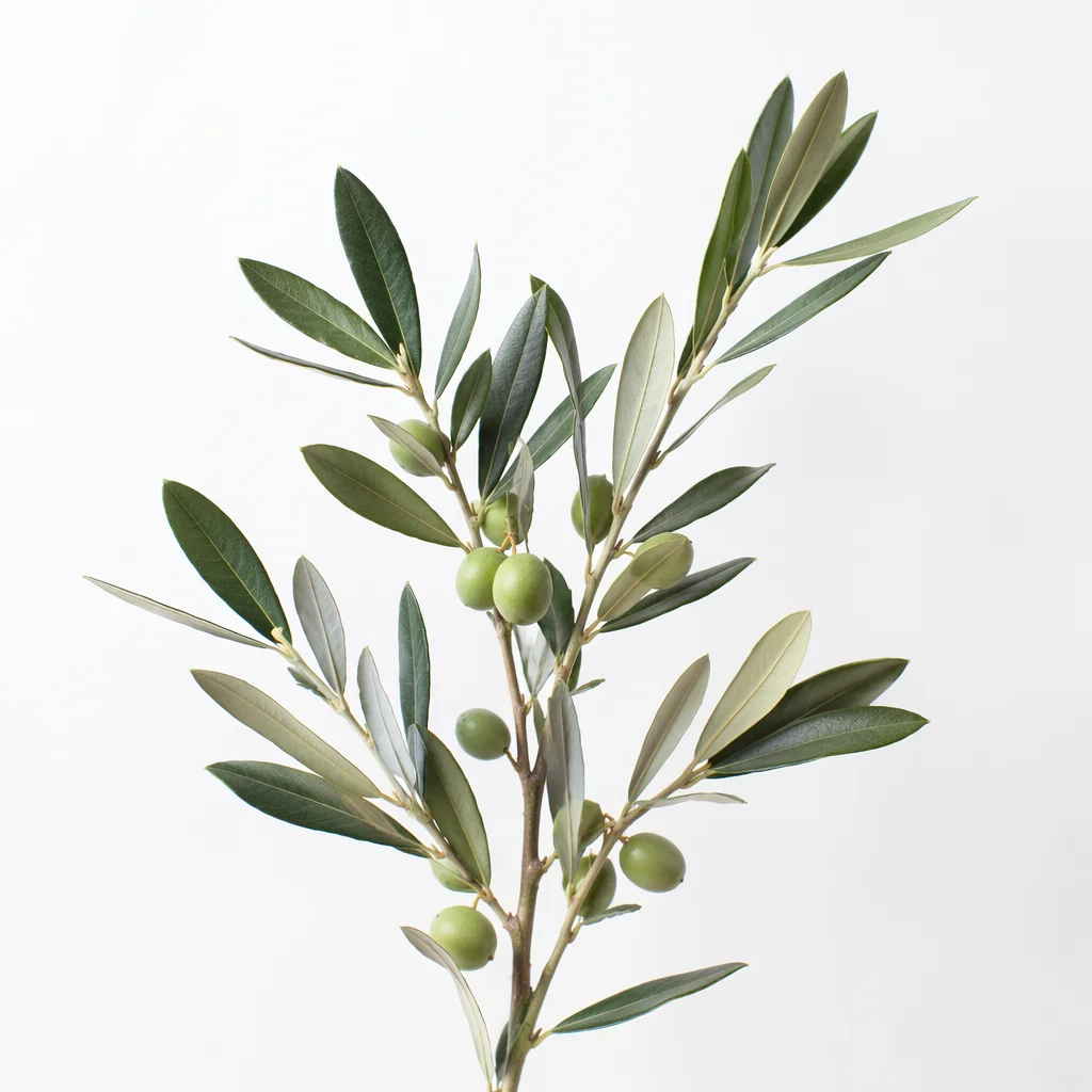 Minimal Olive Branch Peace Botanical