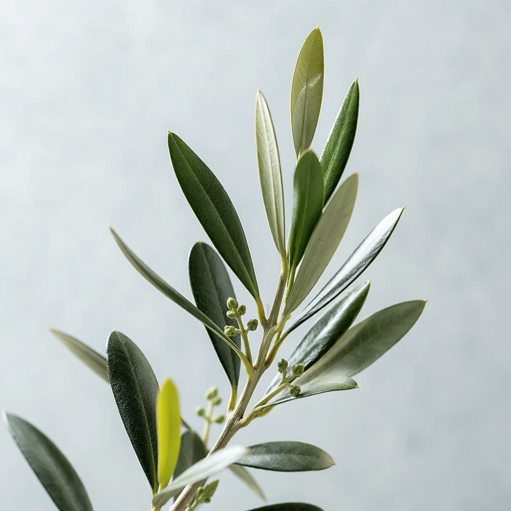 Evergreen Olive Branch Peace Symbol