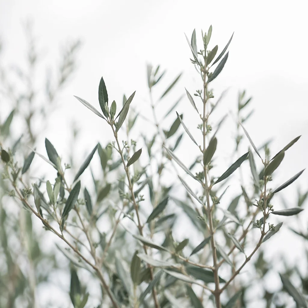 Evergreen Olive Branches on White Background