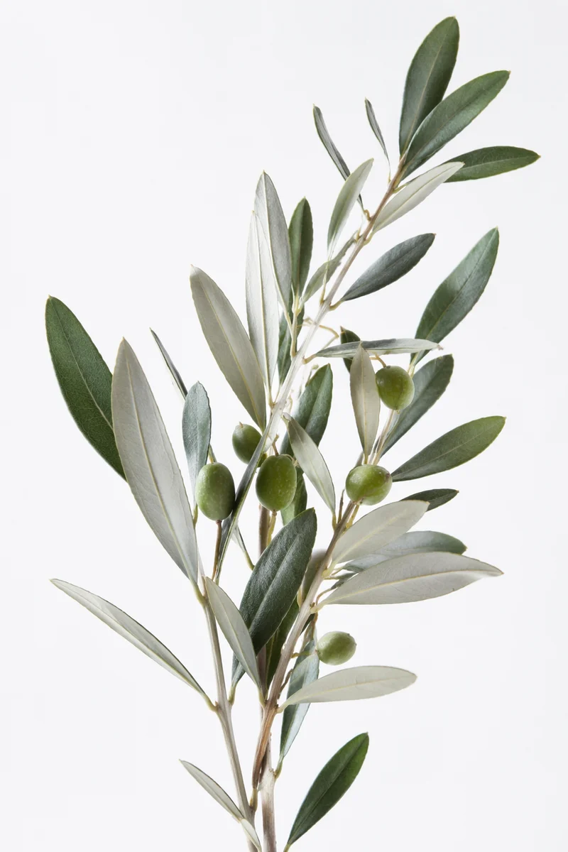 Minimal Olive Branch Peace Symbol