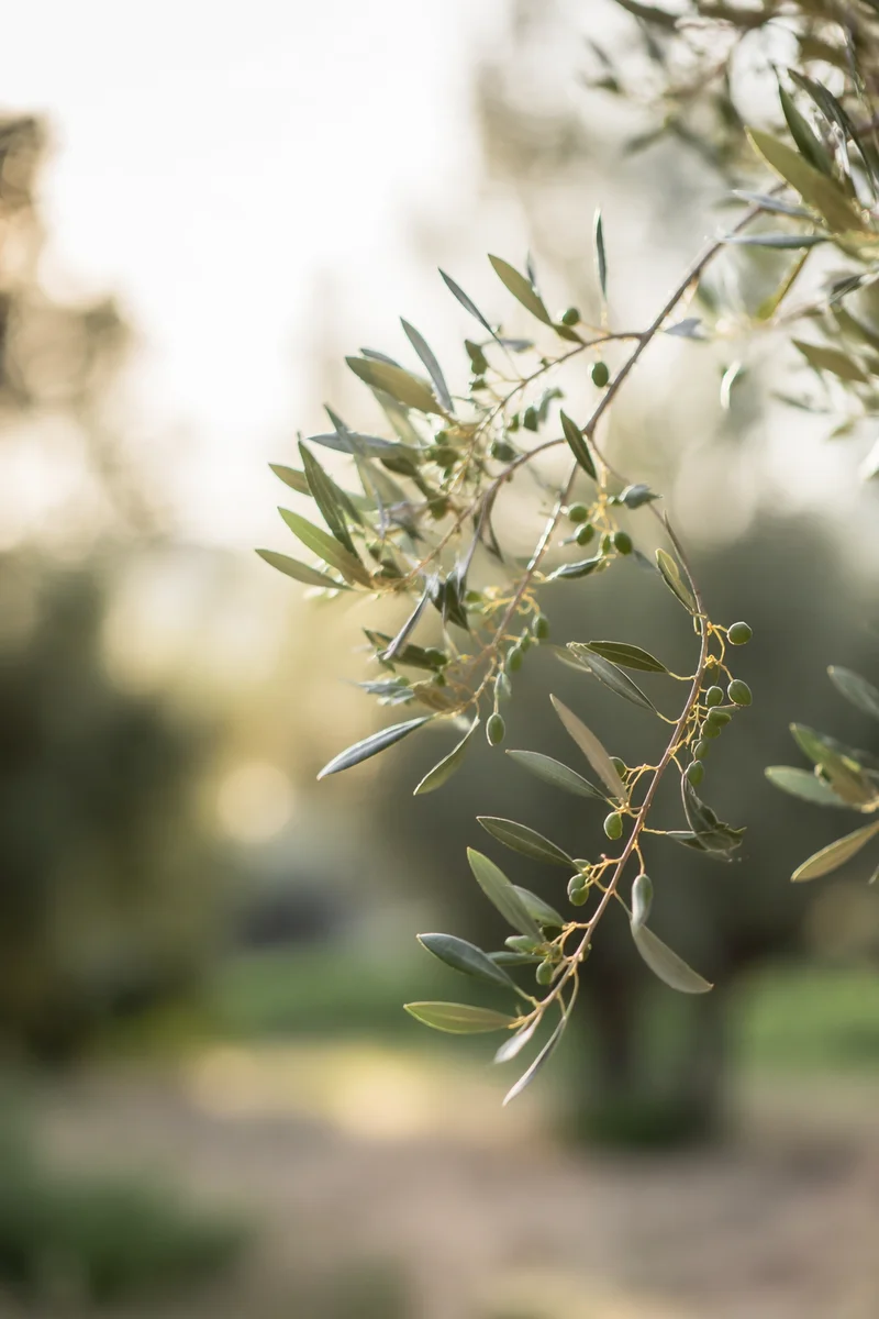 Evergreen Olive Branch Peace Symbol
