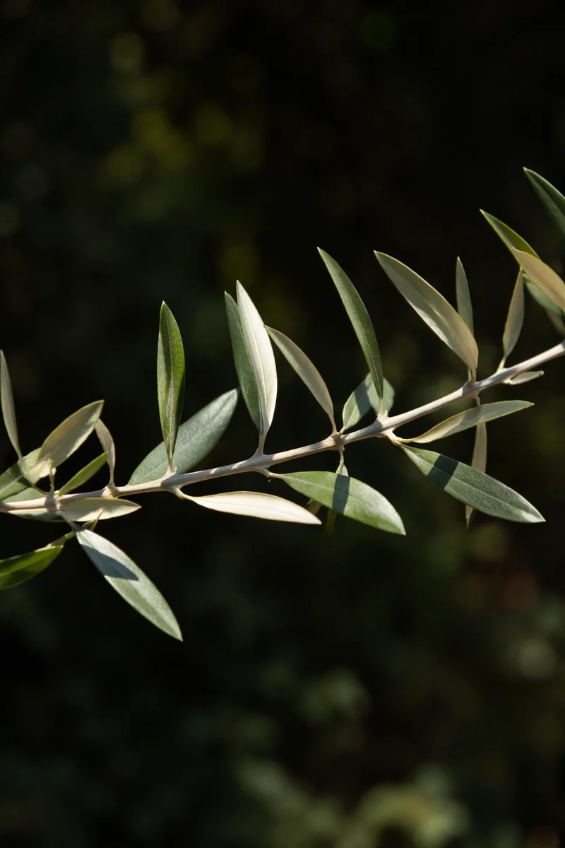 Olive Branch Peace Symbol in Garden Light