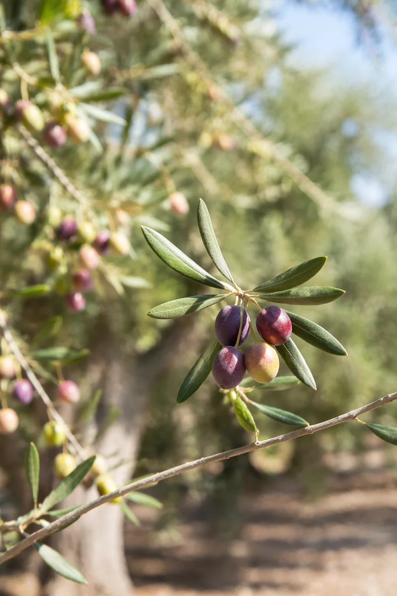 Sunlit Olive Branch Peace in Orchard