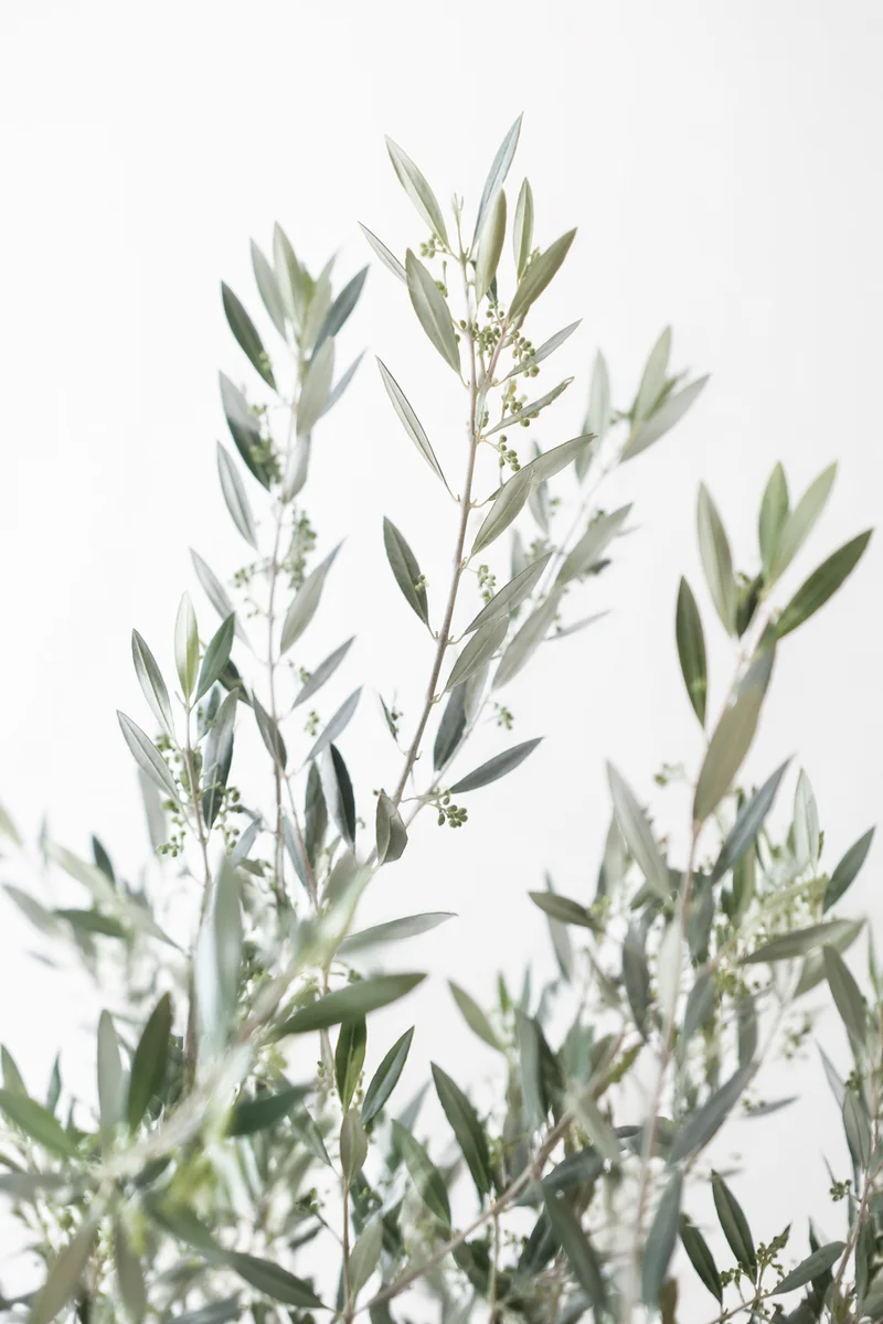 Evergreen Olive Branches on White Background