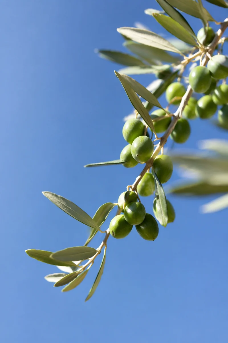 Evergreen Olive Branch Peace Symbol