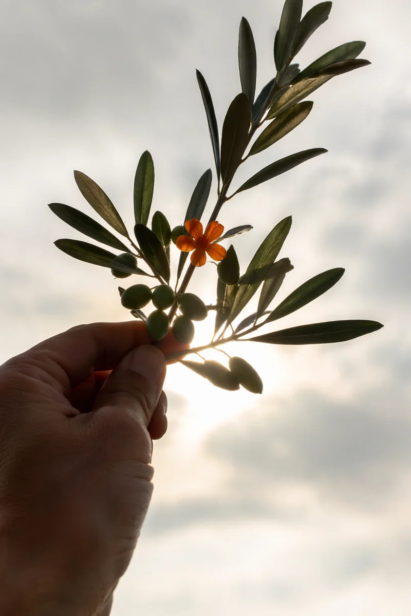 Hand Holding Olive Branch of Peace
