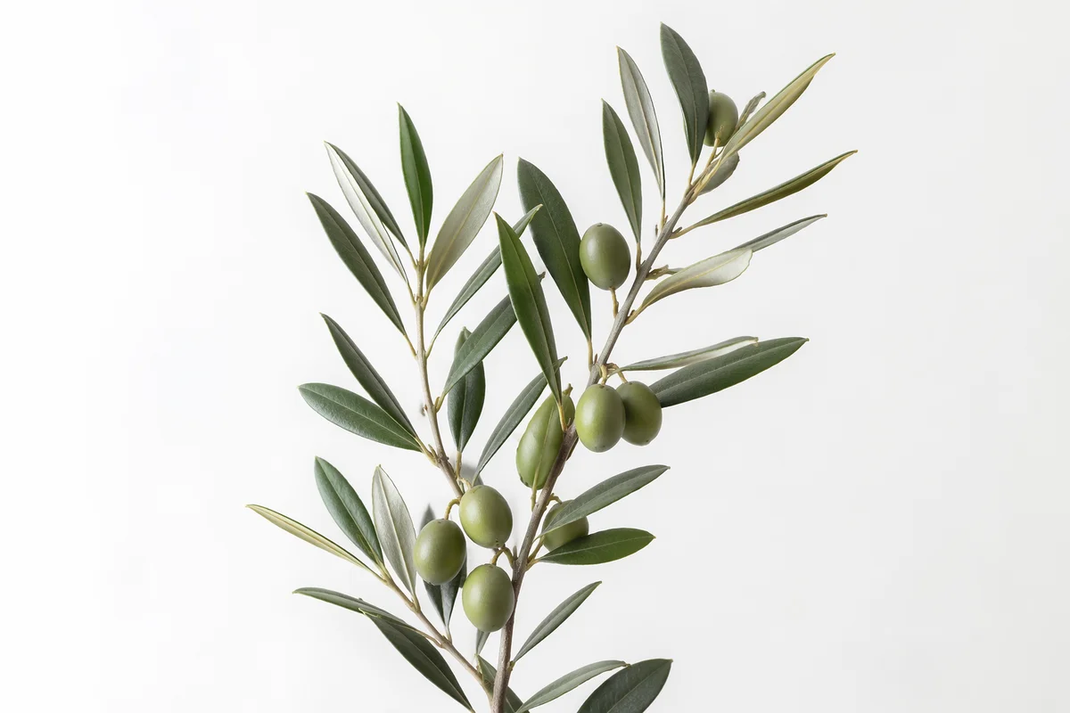 Minimal Olive Branch Peace Botanical