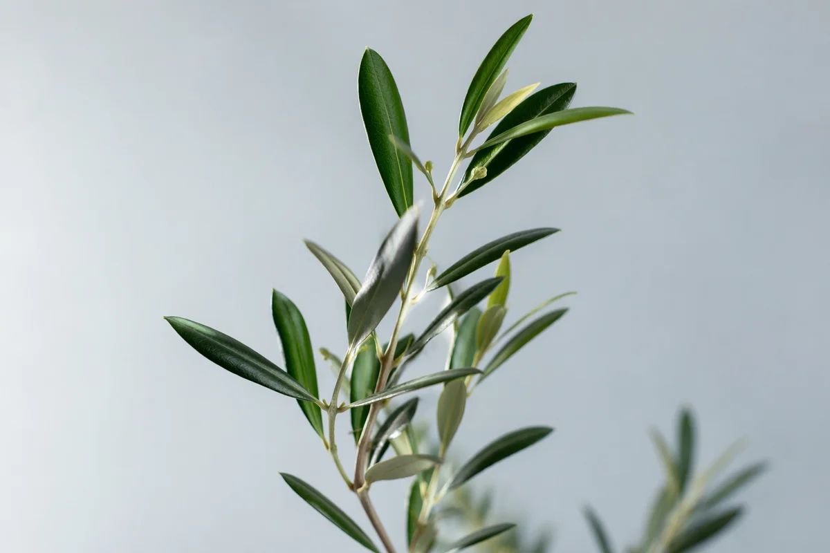 Evergreen Olive Branch Peace Symbol