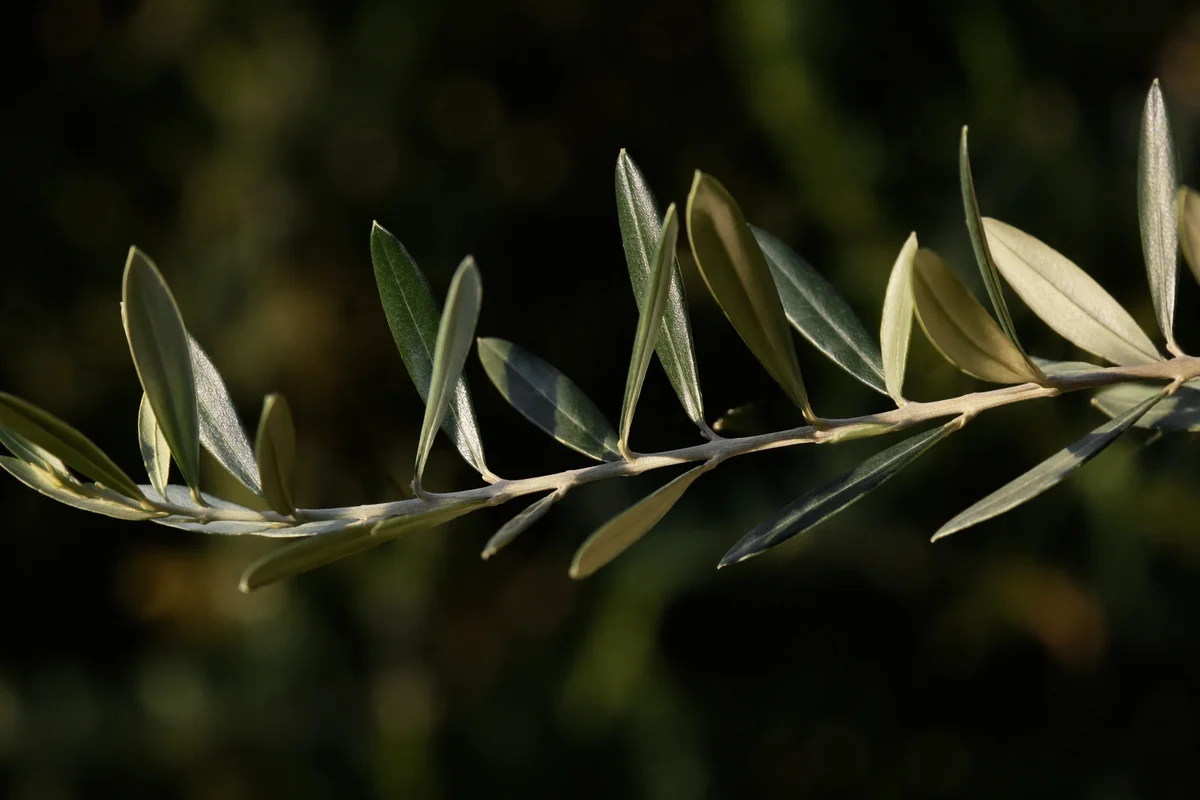 Olive Branch Peace Symbol in Garden Light