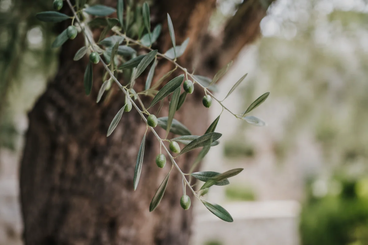 Evergreen Olive Branch Peace Symbol Closeup