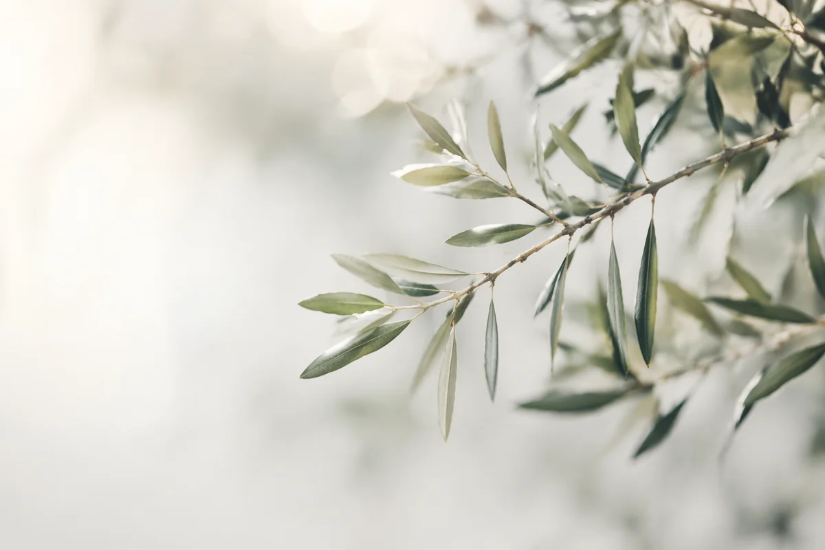 Minimal Olive Branch Peace Background