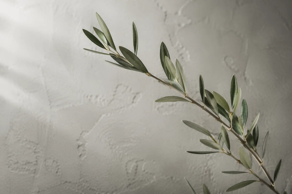 Minimalist Olive Branch Peace Symbol