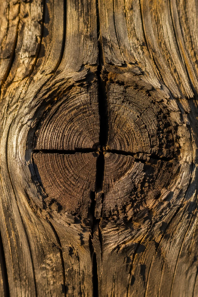 Rugged Cross Texture in Evergreen Wood
