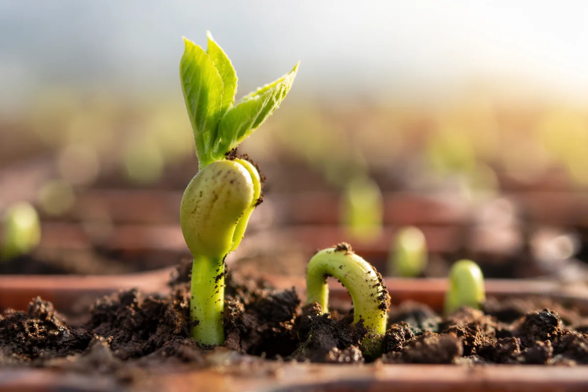 New Life Seed Sprout in Morning Soil