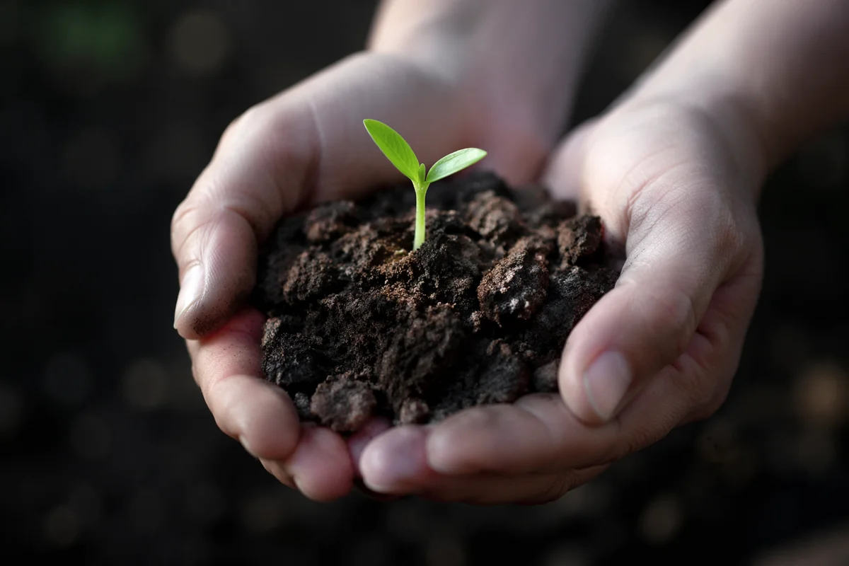 Evergreen Seedling in Caring Hands