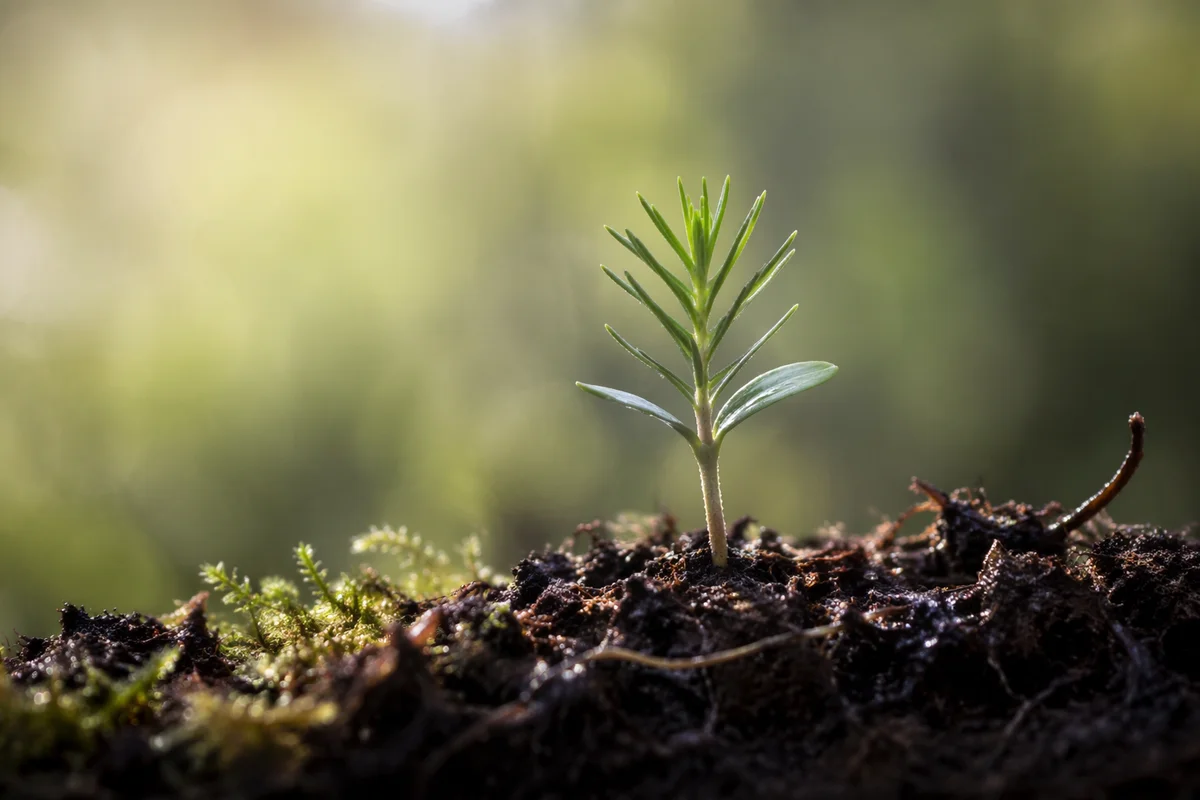 Evergreen Seedling Sprouting in Morning Soil