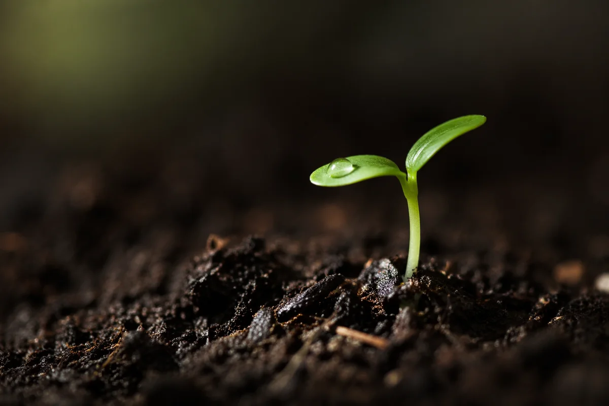 Seedling Sprouting in Soil New Life