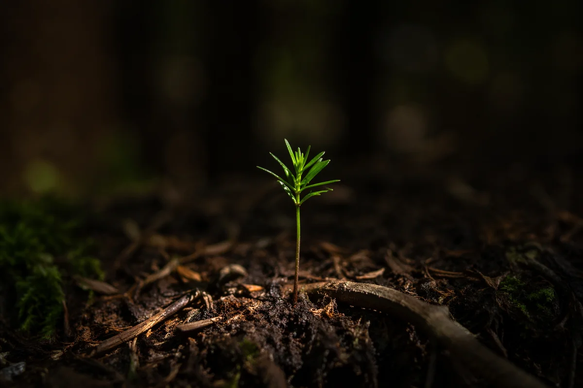 Evergreen Seedling Emerging from Forest Soil