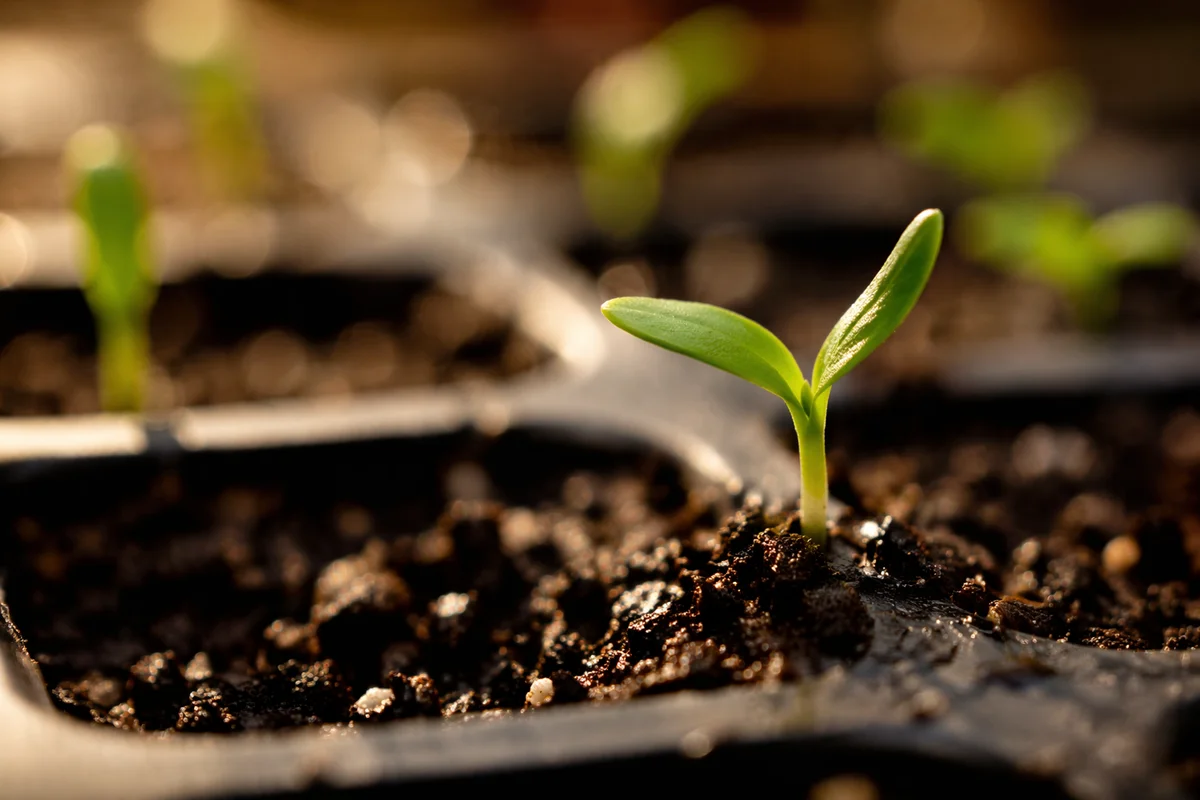 Young Seedling Emerging in Warm Sunlight