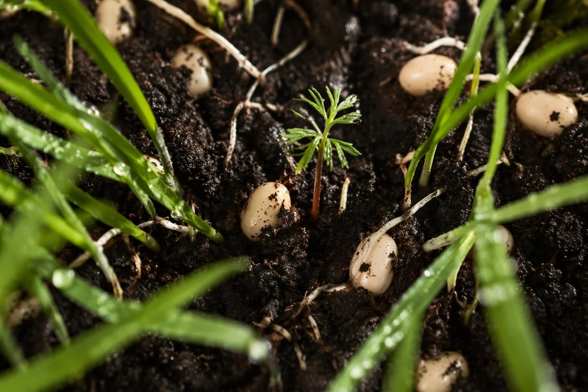 Evergreen Seedlings Sprouting in Morning Soil