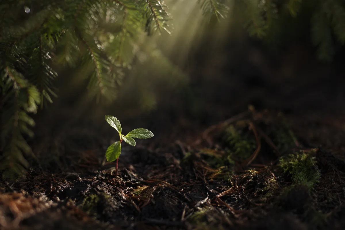 Seedling Sprouting in Evergreen Morning Light