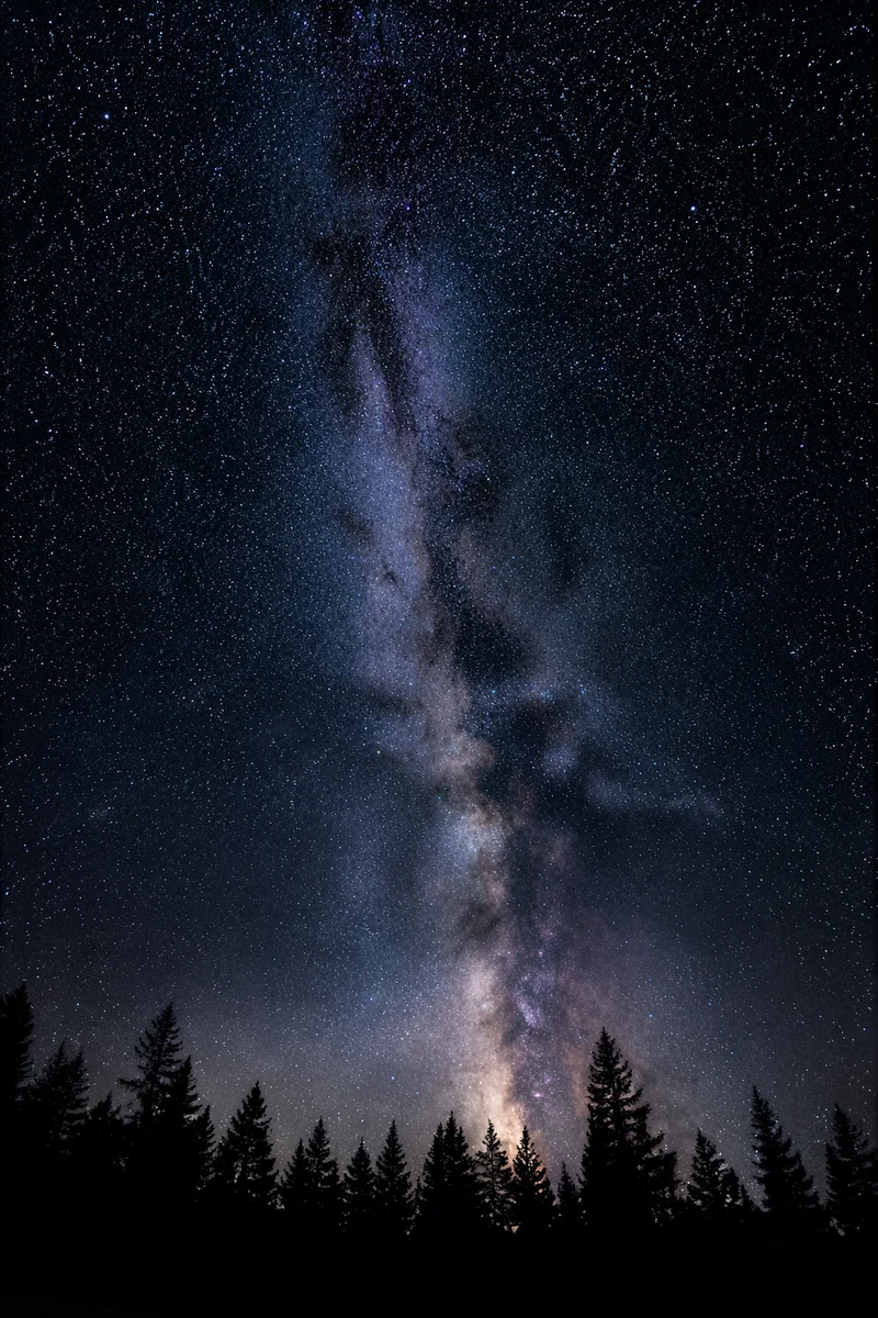 Milky Way Above Quiet Evergreen Forest