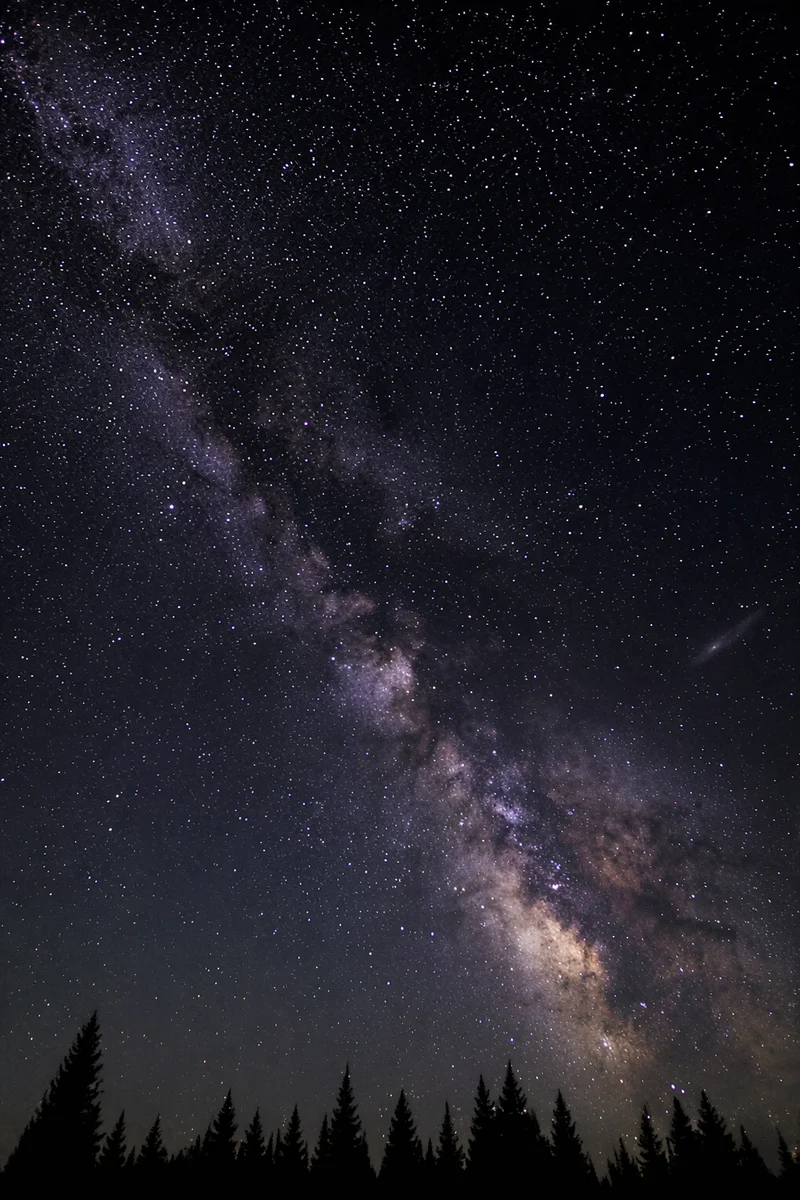 Milky Way Above Evergreen Treetops