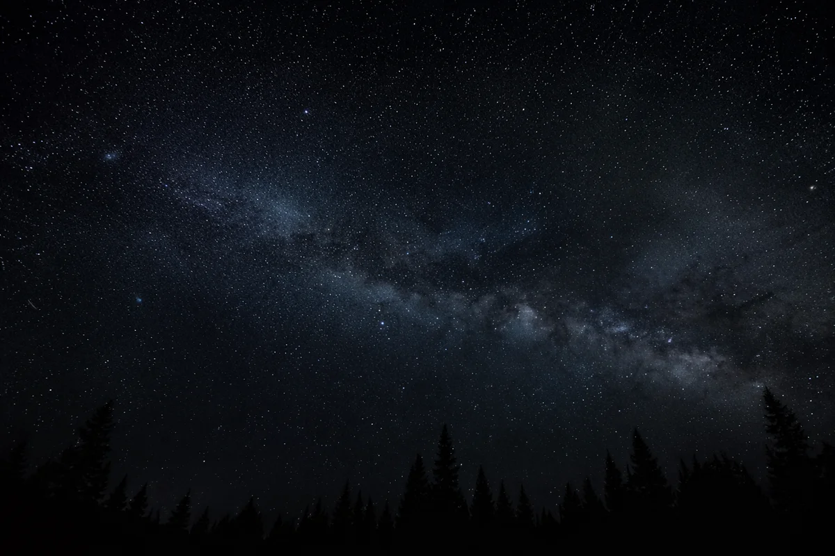 Milky Way Over Evergreen Forest