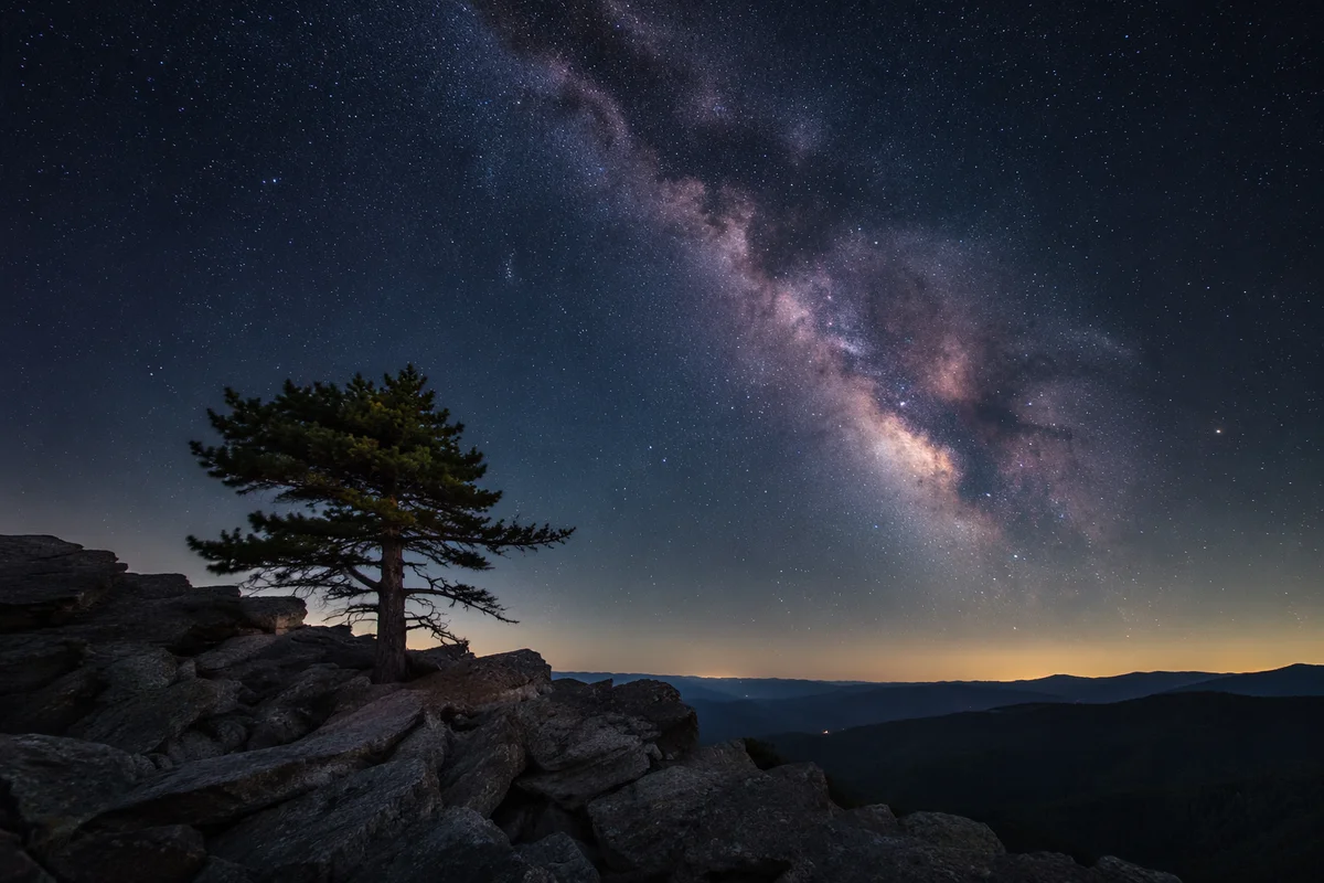 Evergreen Beneath the Milky Way Stars