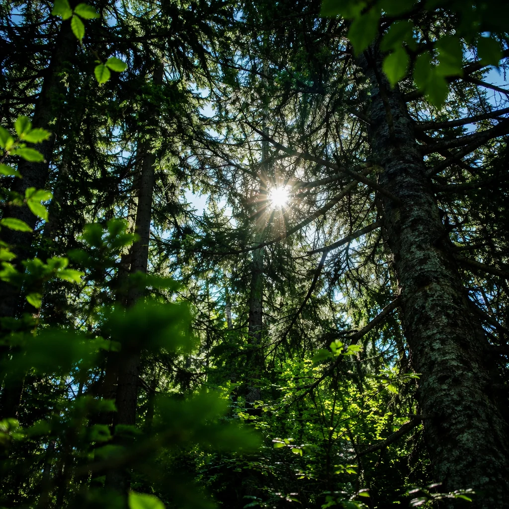 Morning Sunburst Through Evergreen Forest Canopy