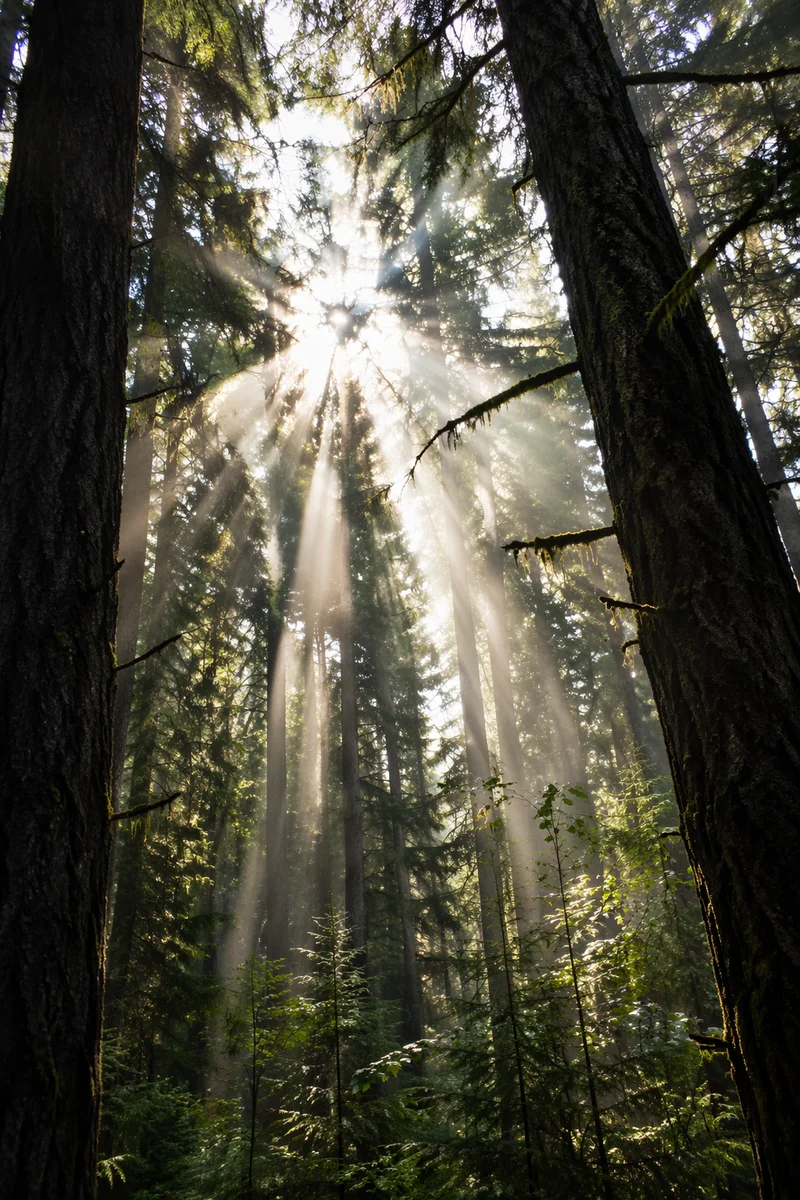 Morning Sunbeams Through Evergreen Forest Canopy
