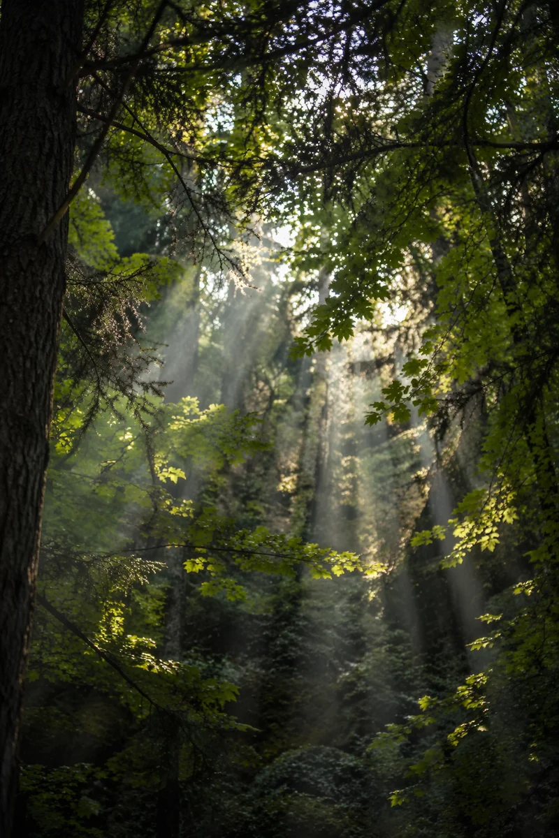 Morning Sunbeams Through Evergreen Forest Canopy