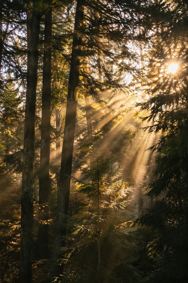 Golden Sun Rays Through Evergreen Canopy