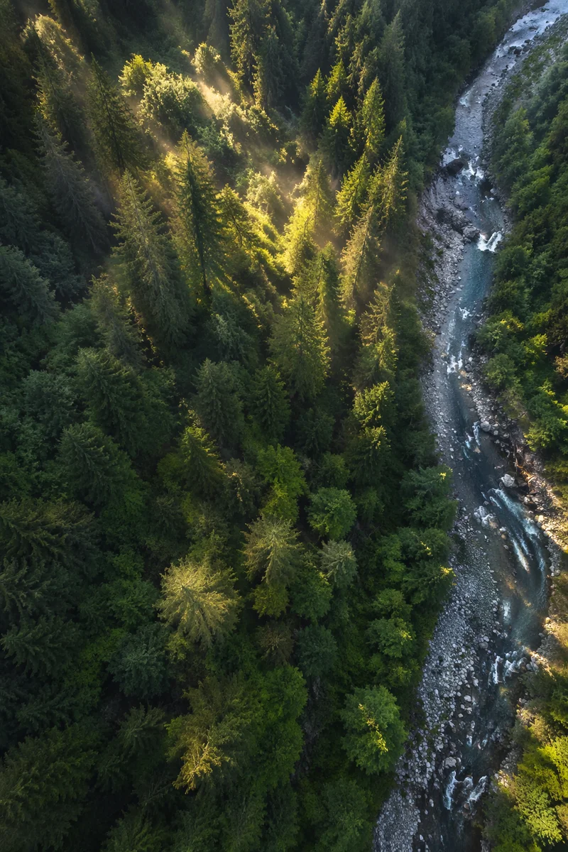 Sunlit Evergreen Canopy with Winding River