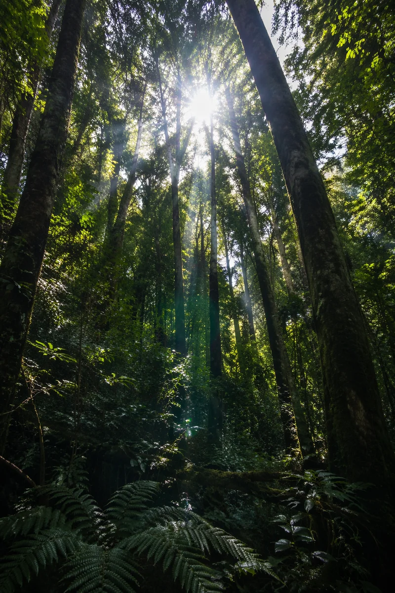Sunbeams Through Evergreen Forest Canopy
