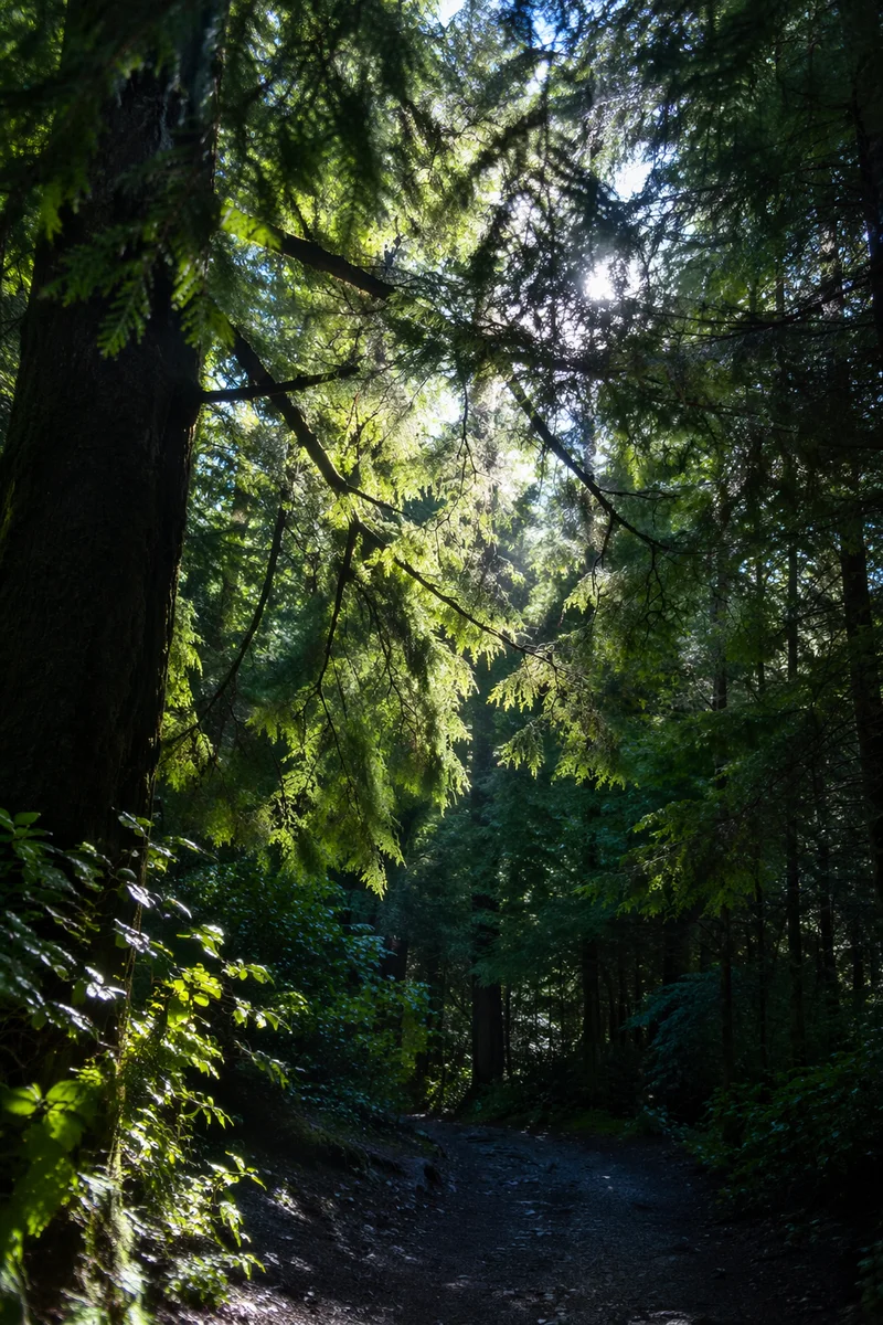 Morning Sunlight Through Evergreen Forest Canopy