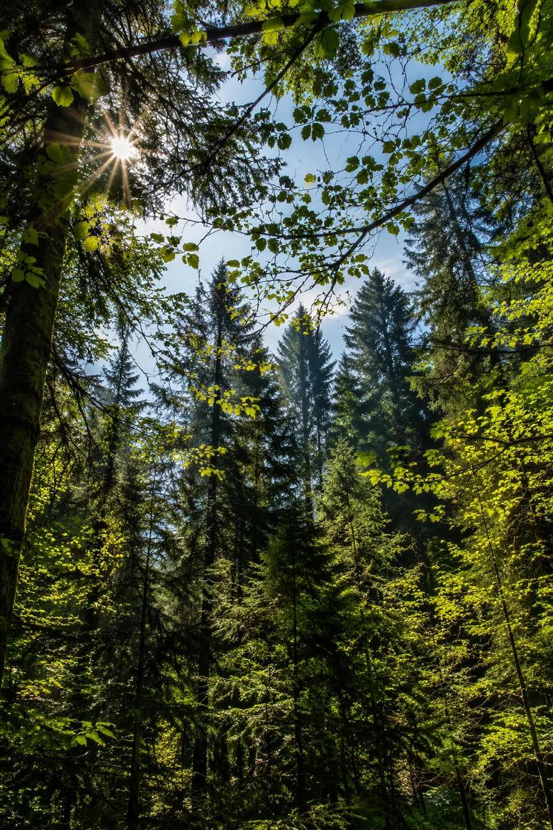 Morning Sunlight Through Evergreen Forest Canopy