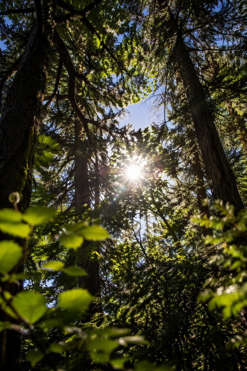 Evergreen Canopy Sunlight in Peaceful Forest